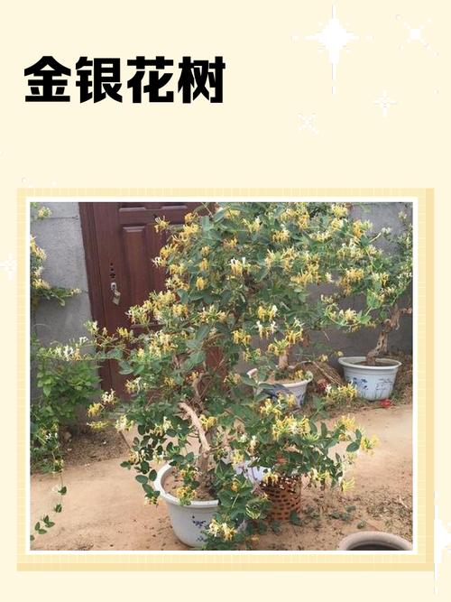 金银花树为何被认为不宜在家种植，是凶树还是吉树？