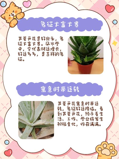 已婚女人梦见芦荟有什么特殊寓意？