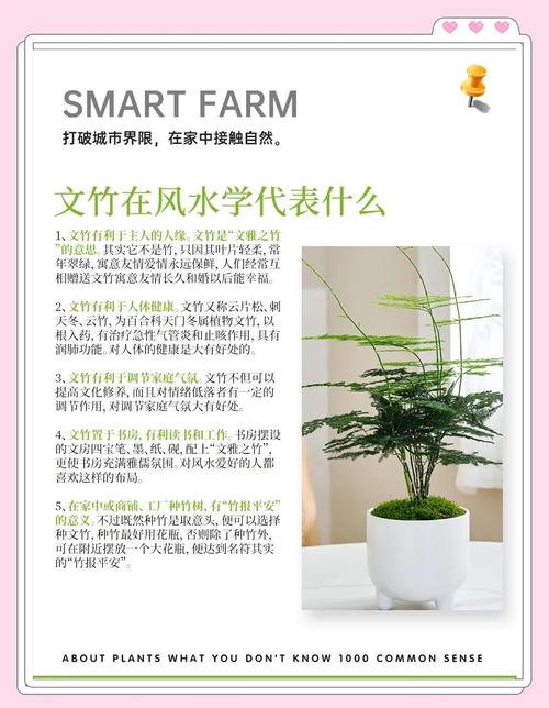 办公室文竹风水摆放有哪些禁忌和寓意？