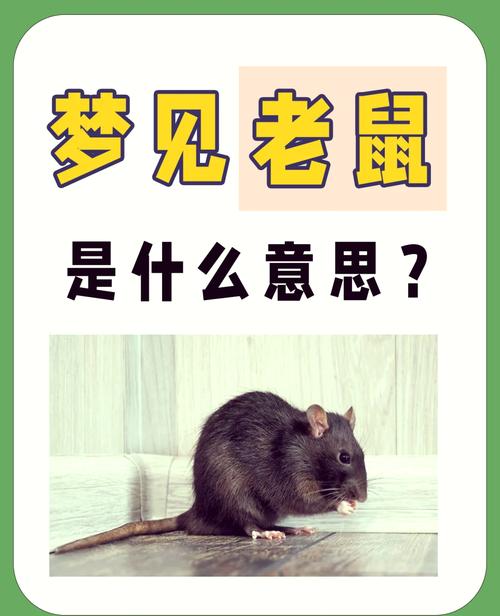 男人梦到打死老鼠，这是否预示着什么征兆？