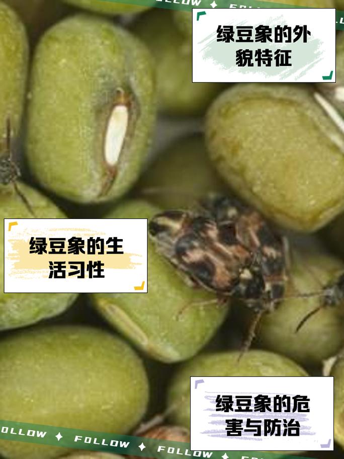 梦见绿豆有什么特殊预兆或象征意义？