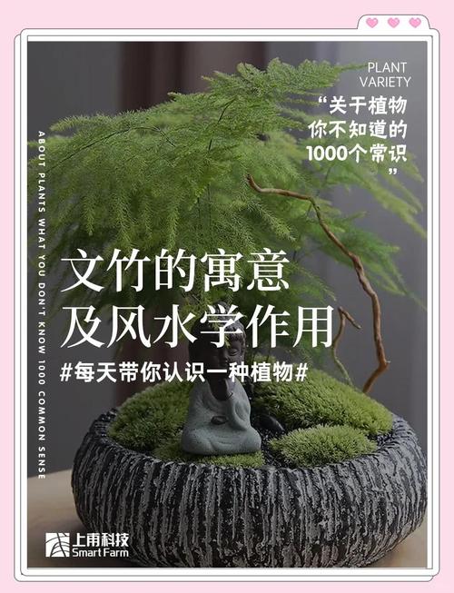 办公室文竹风水摆放有哪些禁忌和寓意？