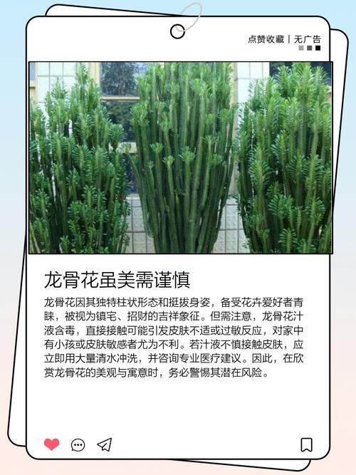 龙骨花放置风水佳处及哪些人不宜养护，会影响其开花吗？