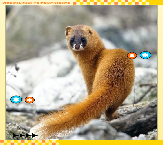 梦到黄鼠狼死了这预示着什么吉凶祸福呢？