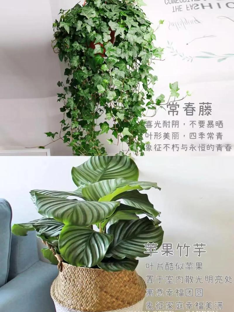 卧室里养什么植物最符合风水？