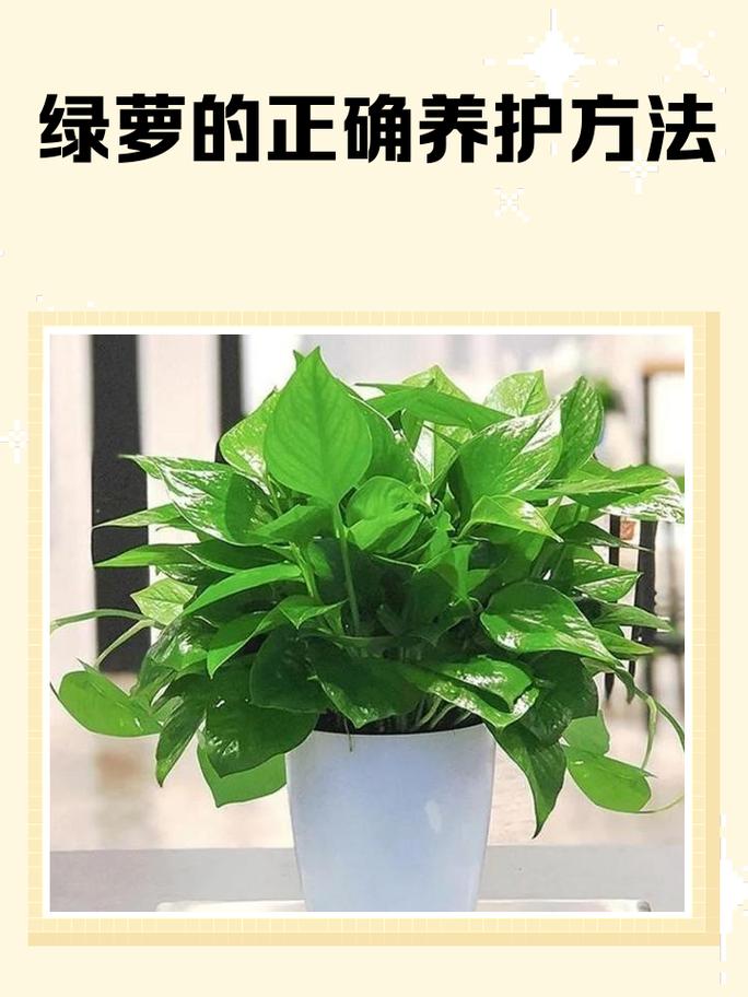 养绿萝在风水上需要注意哪些具体事项和讲究？