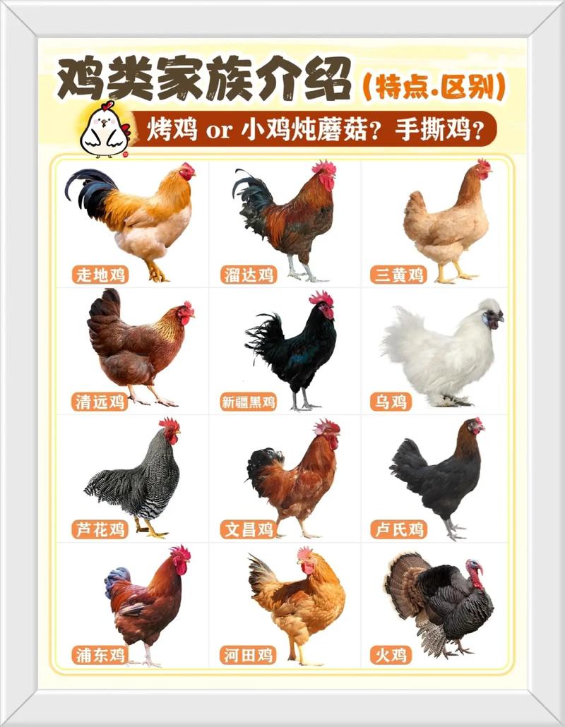 十二生肖中鸡的起源是什么为何它会被纳入十二生肖的行列？