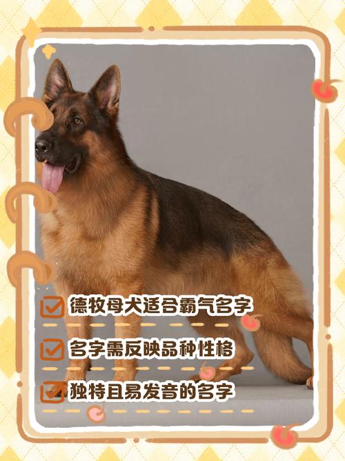 有哪些洋气又可爱有趣的母狗狗名字推荐呢？