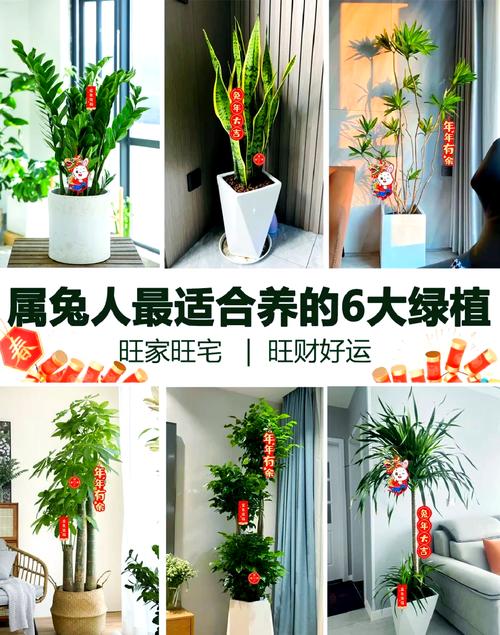 送属兔的人适合养哪些绿植？推荐6种植物作为礼物。