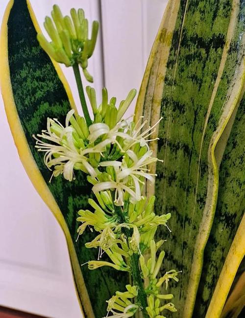 属虎的人适合养哪些花草来招财旺运？