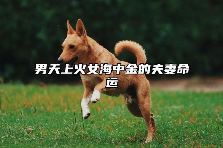 天上火配海中金，能否相互砥砺实现财富无忧？