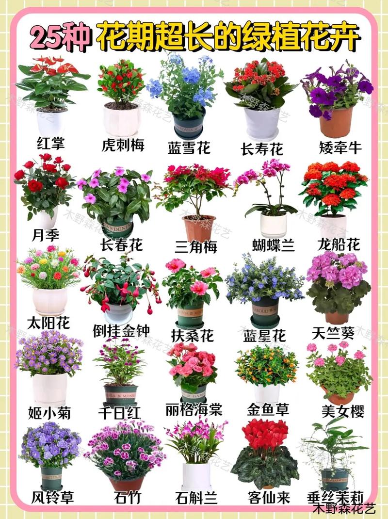 请问有哪些常见的花卉名字，包括500种以上的花名大全？