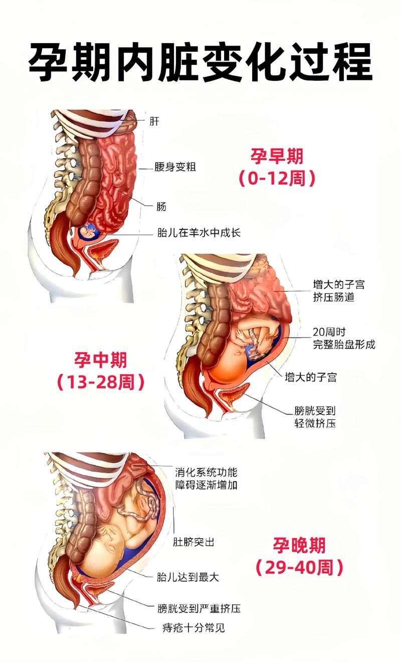 孕妇梦见解剖人体是什么预兆？