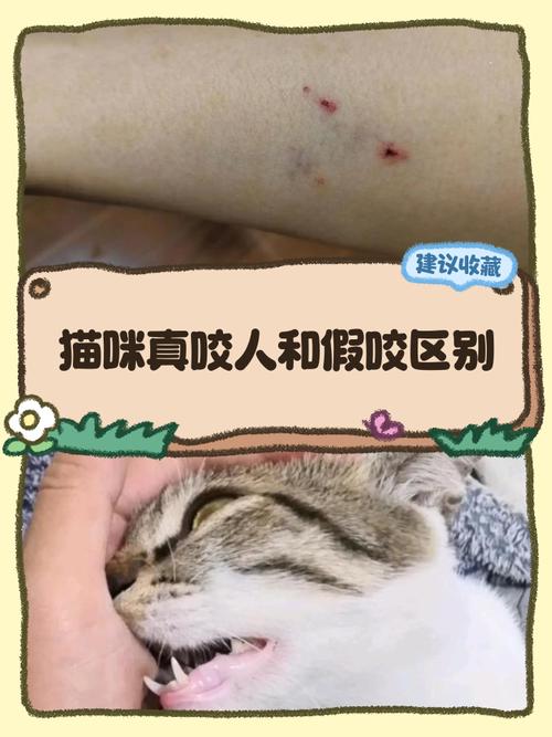 被猫咬了是不是意味着近期运势会大转变？