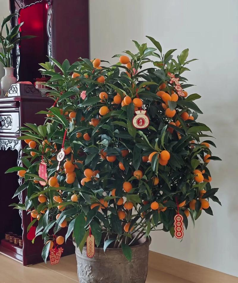 客厅摆放哪种花卉最符合风水吉祥？