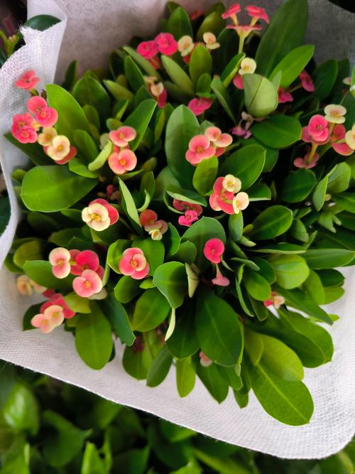 狮子座属虎的人的幸运花究竟是什么呢？