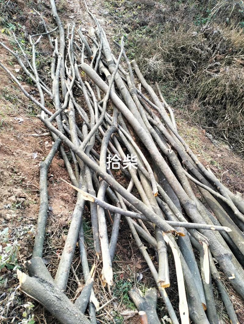 梦见老公上山拾柴或开车捡柴是什么预兆？周公解梦有何解释？