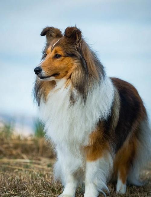 有哪些动物堪称颜值巅峰，公认颜值蕞高的五种动物是哪些呢？