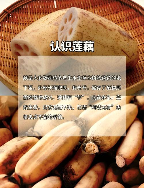 女人梦见莲藕或大量莲藕预示着什么含义？