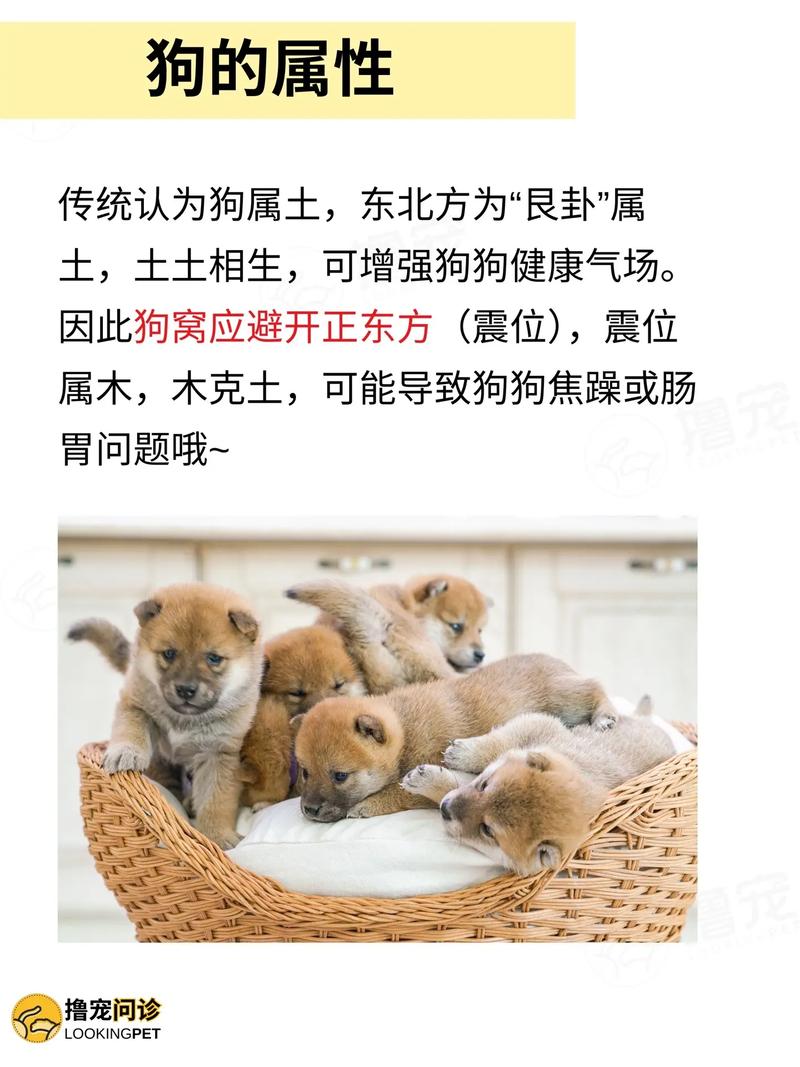 为什么有人认为养两只狗风水不好，而三只狗是否梗吉利呢？