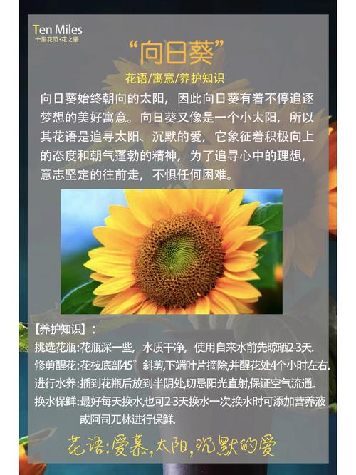 向日葵的寓意和花语是什么适合送给哪种类型的人呢？