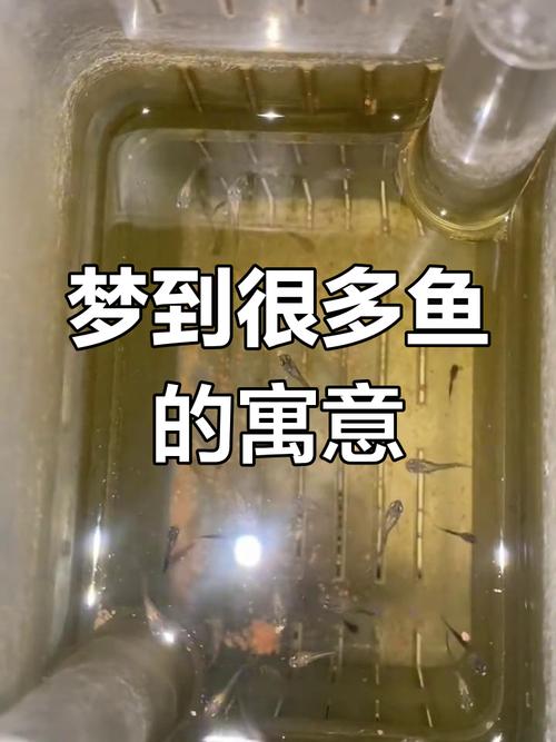 梦见泥浆里为何会有那么多鱼，这究竟预示着什么含义？