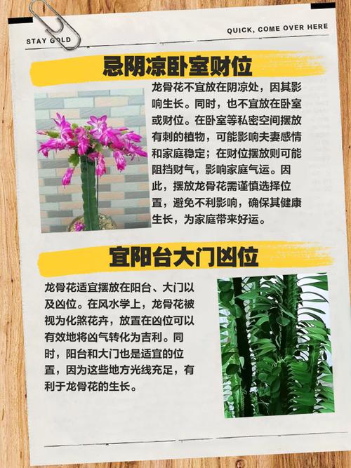 龙骨花摆放风水有什么讲究，如何正确摆放龙骨花以增强家居风水？