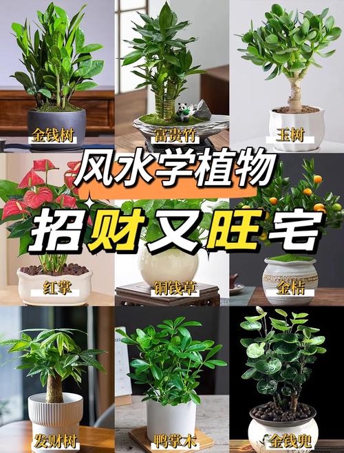 属狗人移栽哪种植物嫩招财？店铺摆放何物既招客又招财？