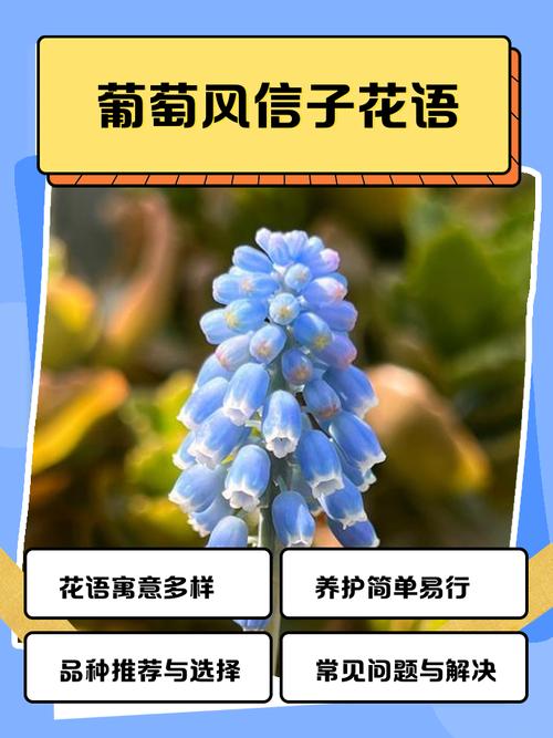 葡萄风信子的花语和寓意分别是什么？