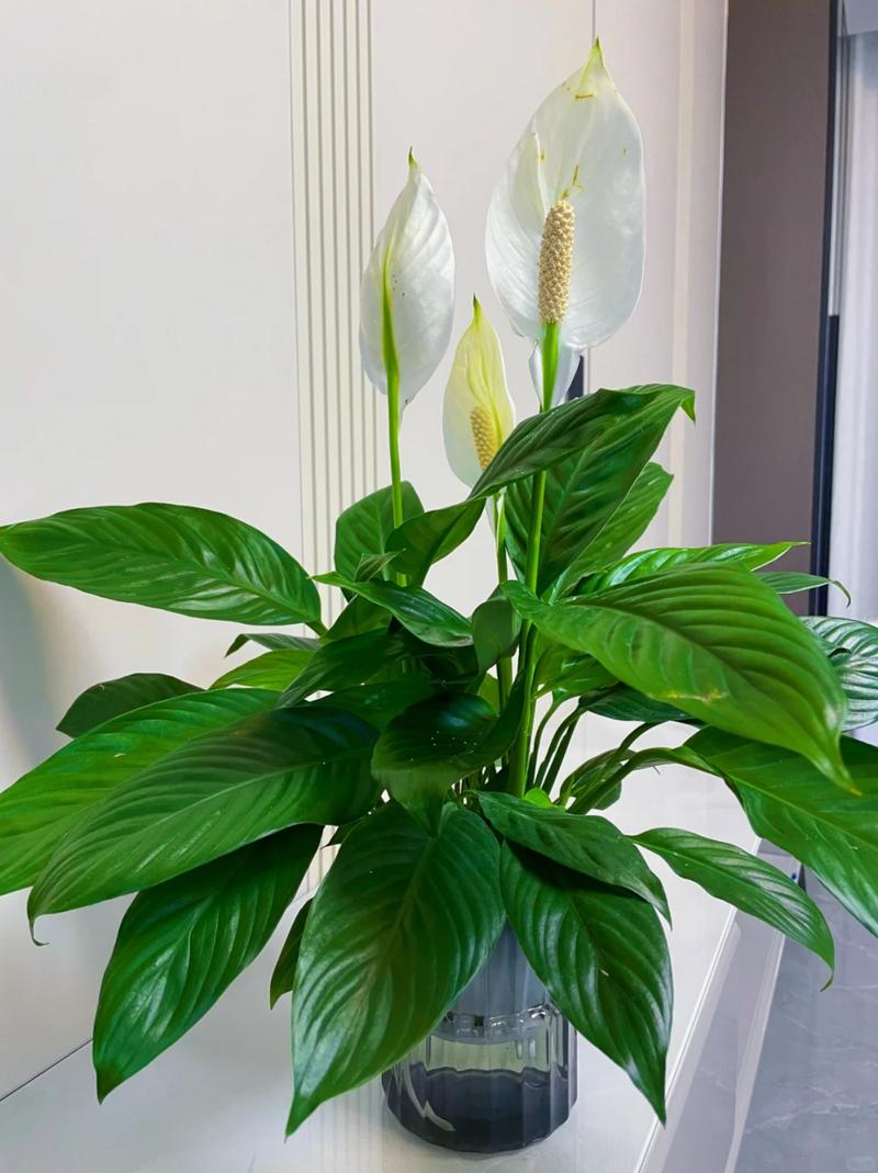 一帆风顺的花摆放在哪些地方是不吉利的？