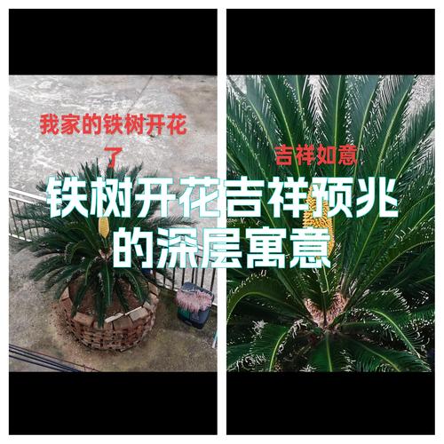 铁树开花象征着什么深层含义？
