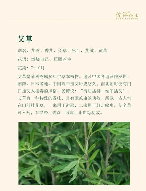 艾草的五行属性和取名寓意有哪些内涵？