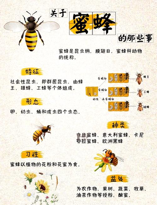 蜜蜂围绕人飞舞，是预示着吉祥还是有什么特殊含义呢？