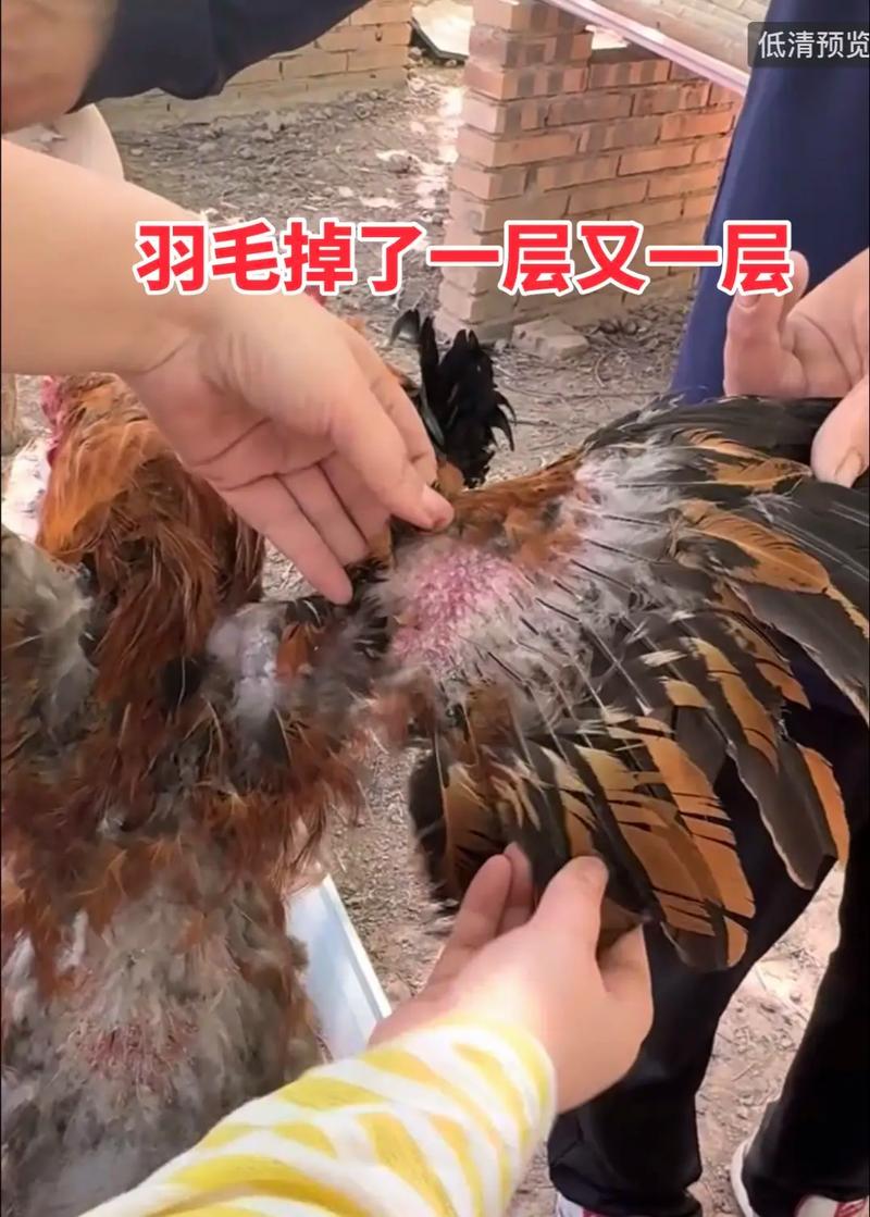 梦见鸡肉生蛆有什么特殊预兆或含义？