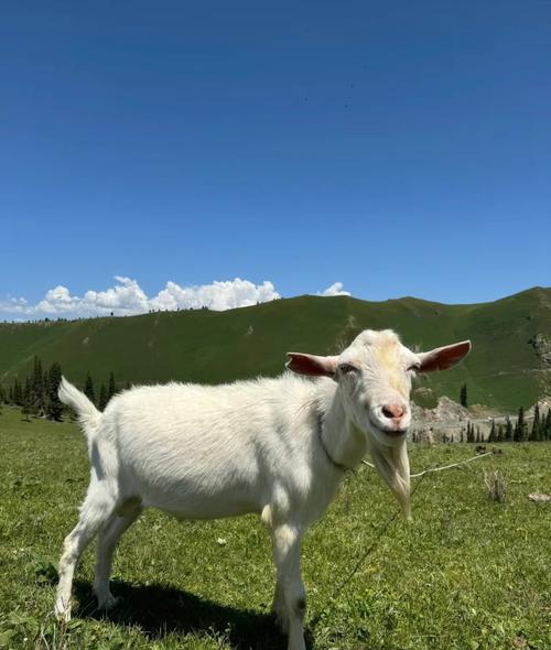 91年属羊的人是不是因为什么土命而命运多舛呢？