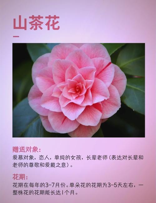 日本山茶花究竟蕴含着怎样的爱情寓意和象征？