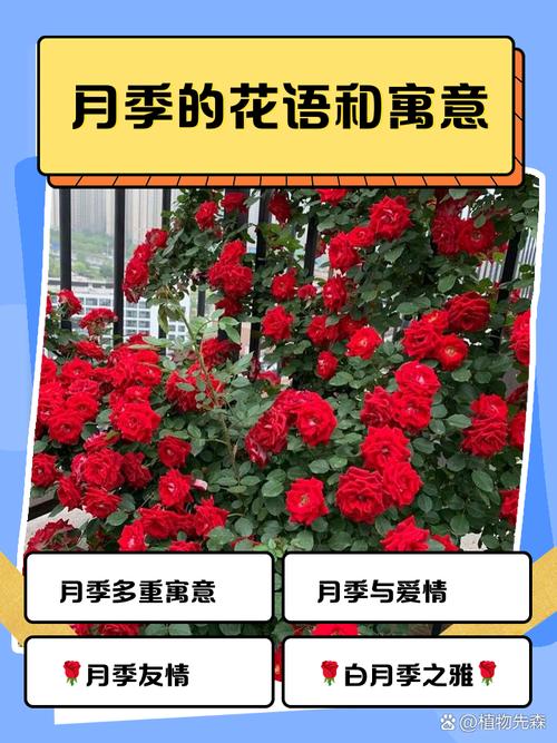 这句诗此花无日不春风中月季花寓意着什么美好品质？