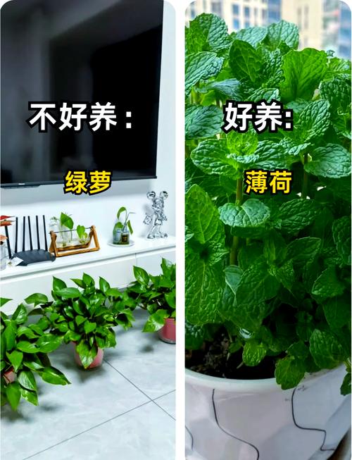 客厅摆放哪些花卉有利于风水？