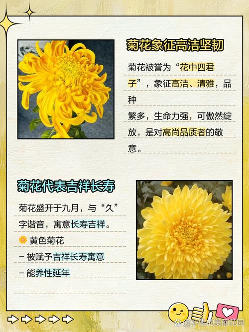 菊花有哪些美好的寓意呢？