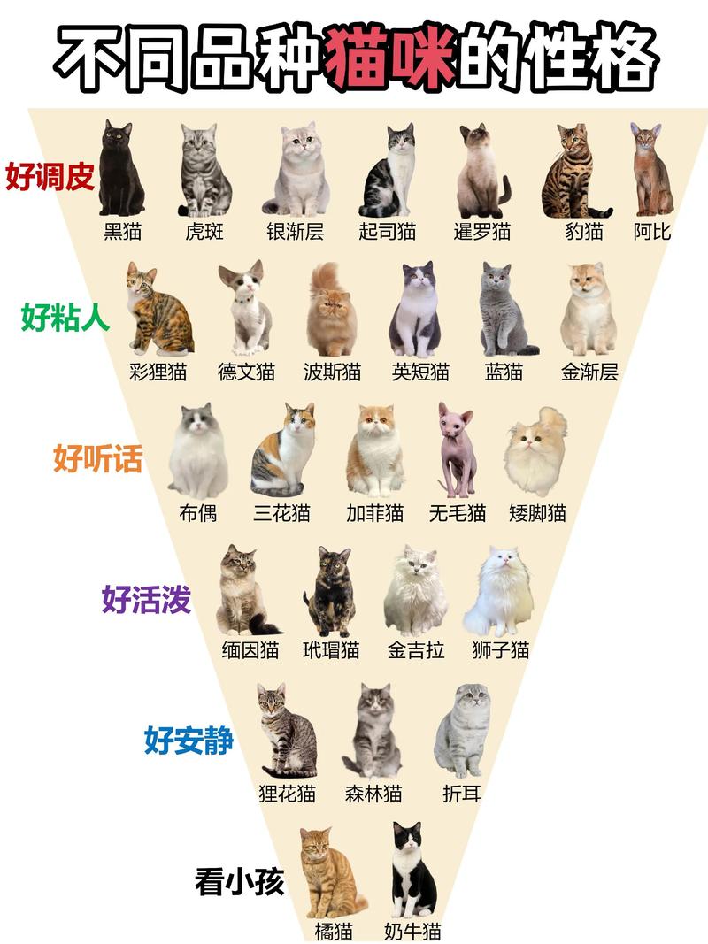 常见7种猫的性格属性有哪些，它们之间有哪些对比和差异呢？