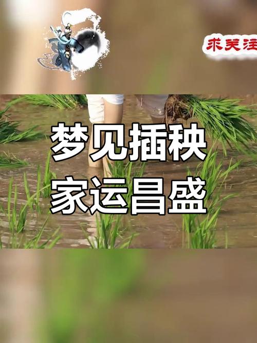 梦见插秧预示着什么吉凶，有什么特别的预兆吗？