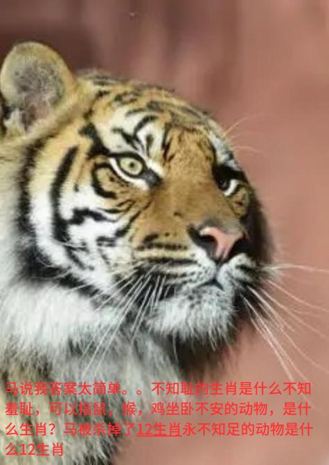 恬不知耻的生肖都有哪些，竟然厚颜无耻到如此地步？