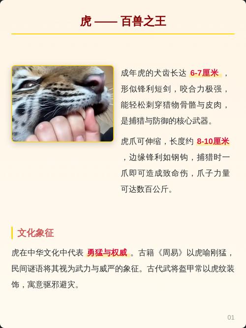 尖牙利爪属于哪个生肖？