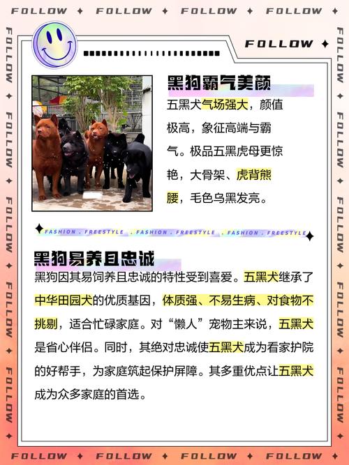 养黑狗真的会影响家运，难道黑狗的寓意不吉利吗？