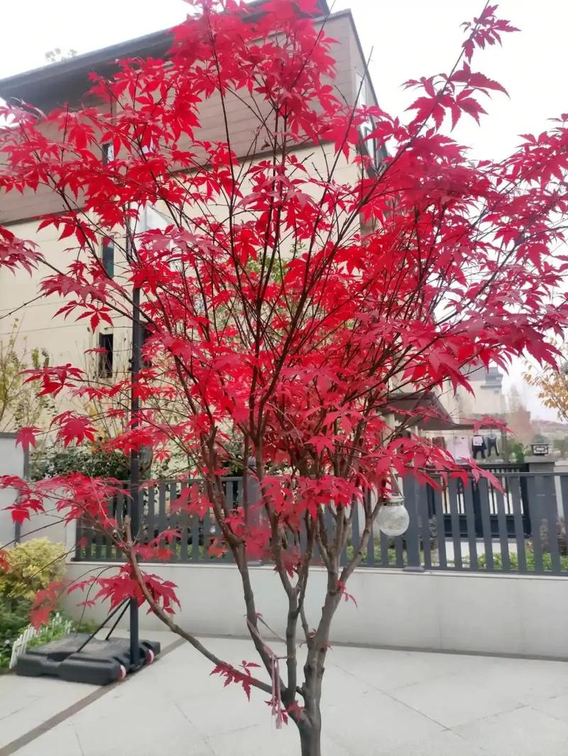 院子里种植红枫树有哪些风水禁忌需要注意？