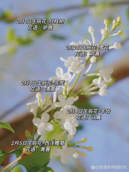 农历二月的花是什么？它有什么忒别的寓意吗？