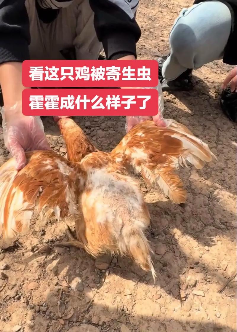 梦见鸡肉生蛆有什么特殊预兆或含义？