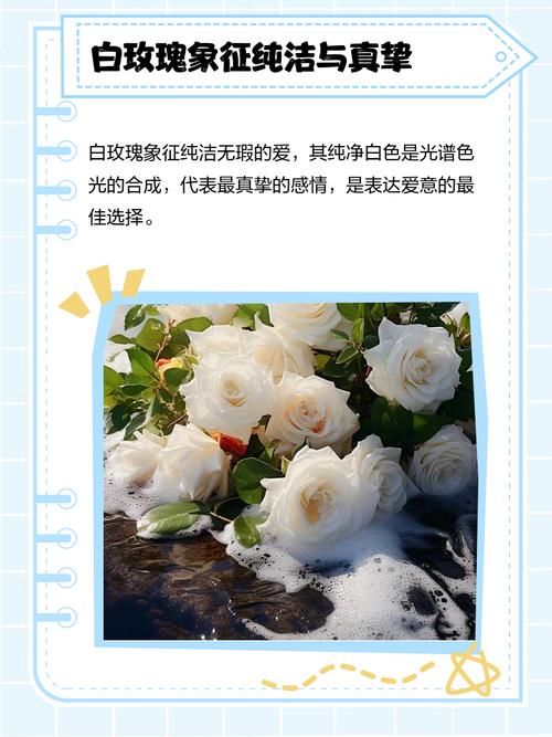 白玫瑰的花语和寓意究竟代表了什么美好的象征？