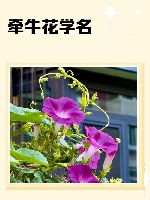 牵牛花为何以牵牛命名，其名字的由来和含义究竟有何特殊之处？