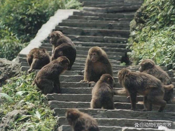 广东粤北发现的青猴，摇尾巴晃脑袋的动物有哪些？